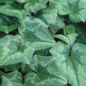 Cyclamen hederifolium feuille